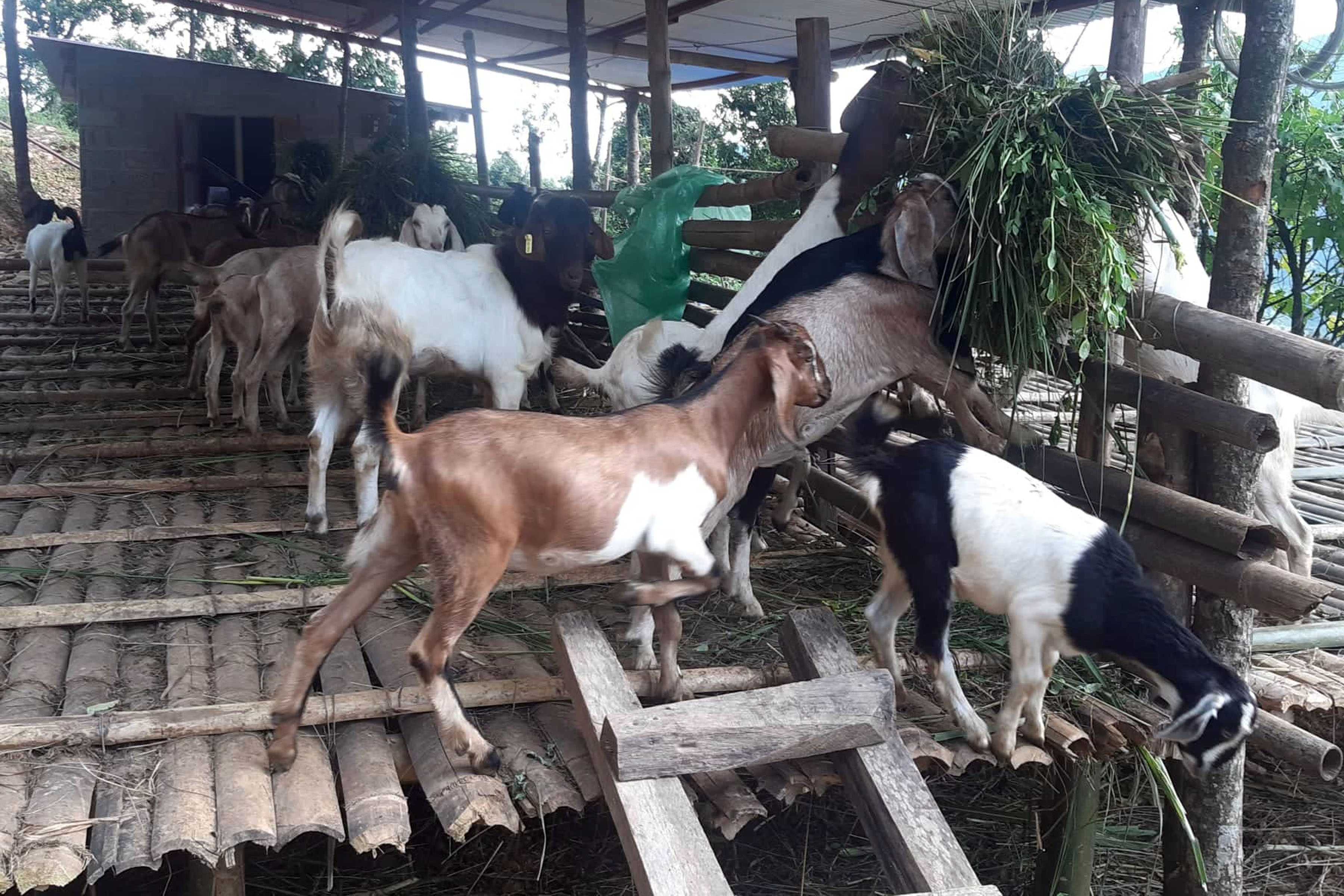 सहकारीमार्फत सामूहिक कृषिमा जोडिदै पुम्देली