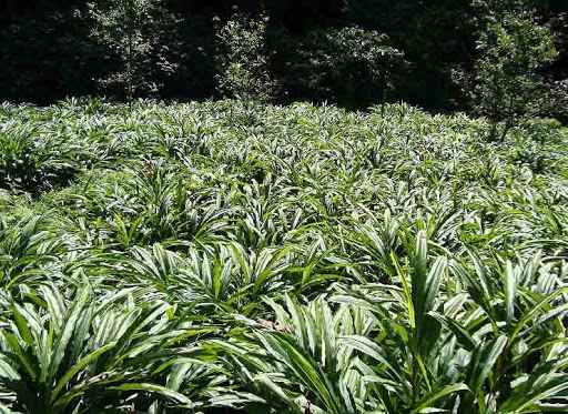 भारतीय बजारमा अलैँची माग बढ्दो, भाउ बढ्ने सम्भावना