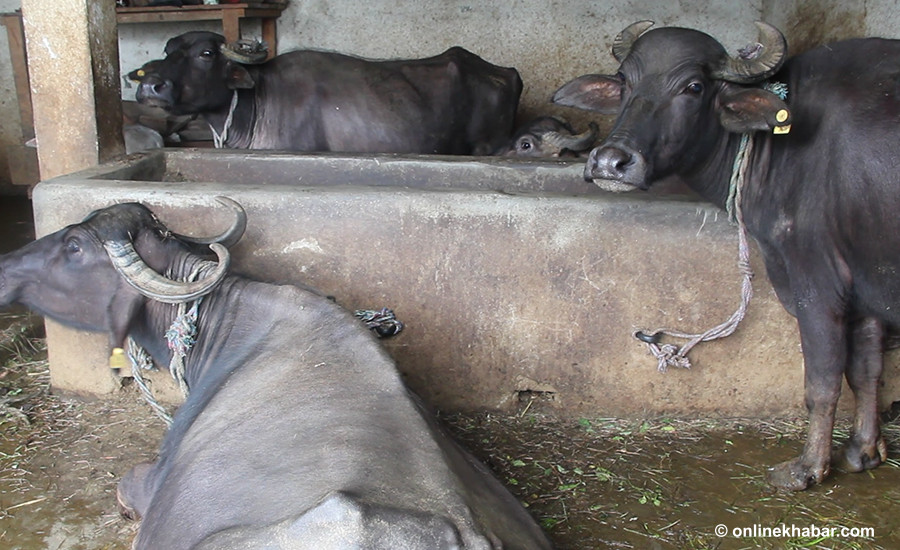  कृषक पेन्सन पाउँदा किसानमा छायो खुसियाली