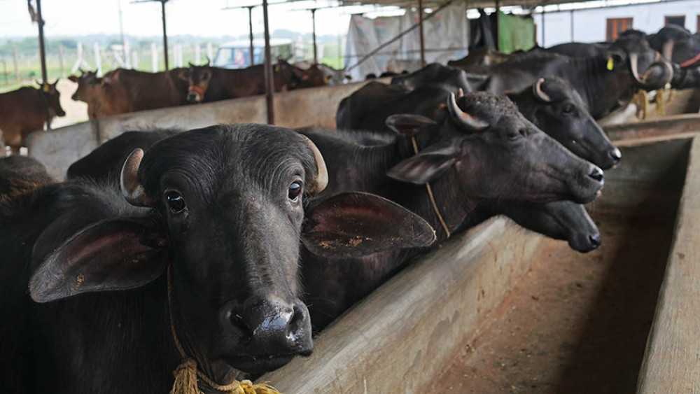 कृषि व्यवसायबाट मनग्य आम्दानी गर्दै किसान