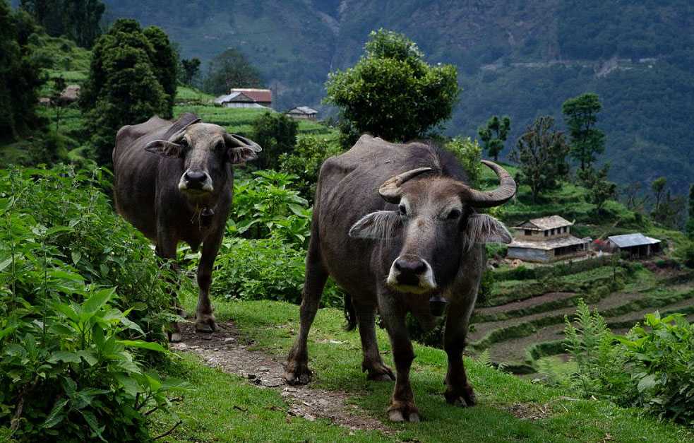 बाँझो जमिनमा पशुपालन र खेती गरेर कुशल कमाउँछन् ७ लाख