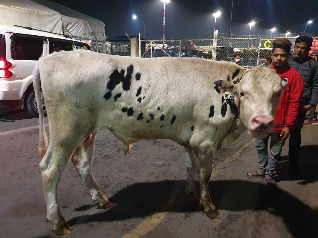 नेपाल ल्याइयो अमेरिकी साँढे, व्यावसायिक गाईपालनमा सहयोग पुग्ने 