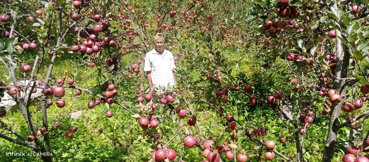 मुगुको स्याउले बजार नपाउँदा  किसान चिन्तित