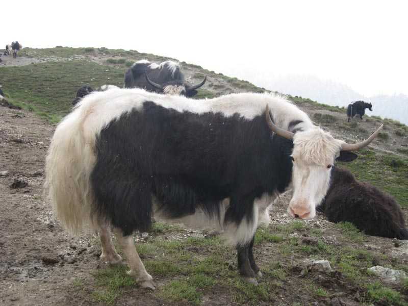 बिमा र अनुदानले चौंरीपालक किसान उत्साहित