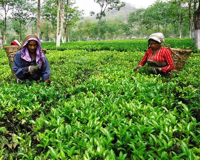 चिया, अलैँची र अदुवाको निर्यातमा गिरावट