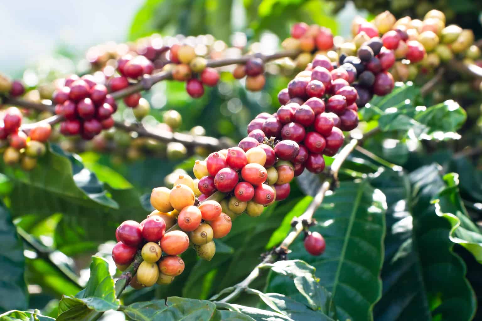  खुम्चिदो कफी उत्पादन, मागअनुसार निर्यात नहुँदा अर्बौ आम्दानी गुम्दै 
