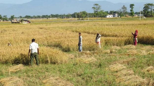 धान रोपाइँको क्षेत्रफल बढे पनि उत्पादन कम हुँदा किसान निरास