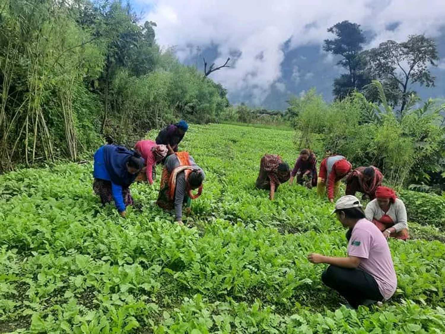 सामूहिक तरकारीखेती गोडमेल गर्दै किसान