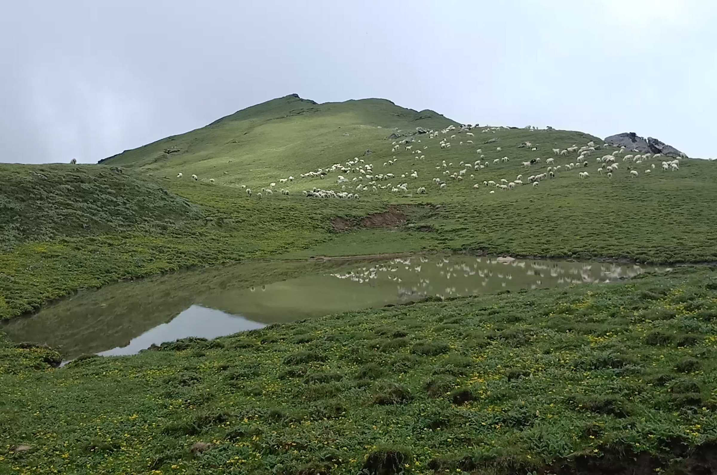 धौलागिरि आधार शिविरको खर्कमा चर्दै गरेका भेडा