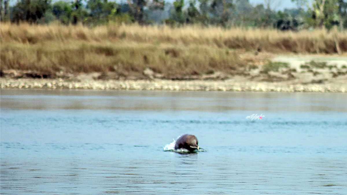 नारायणीमा डल्फिन भेटिएपछि संरक्षणकर्मी उत्साहित