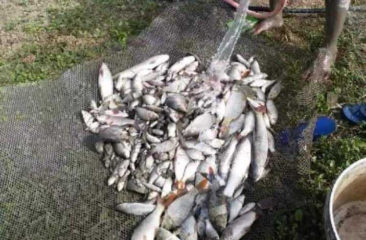 सुर्खेतमा दुई क्विन्टल अवैध मङ्गुर माछा जफत गरी नष्ट
