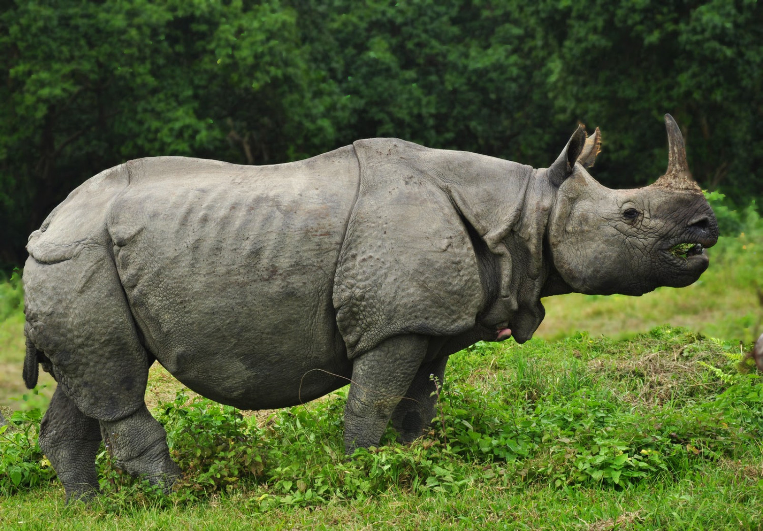 चालू आर्थिक वर्षमा चितवन राष्ट्रिय निकुञ्जमा १९ गैंडा मरे