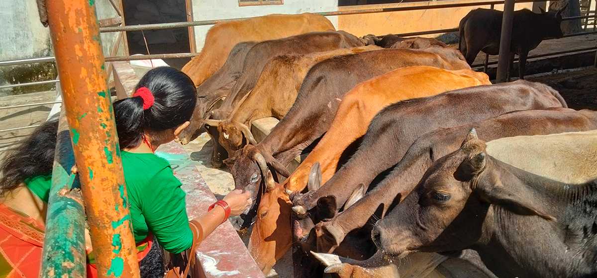 सामूहिक गौ पूजन तथा गौ कथा महोत्सव सुरू