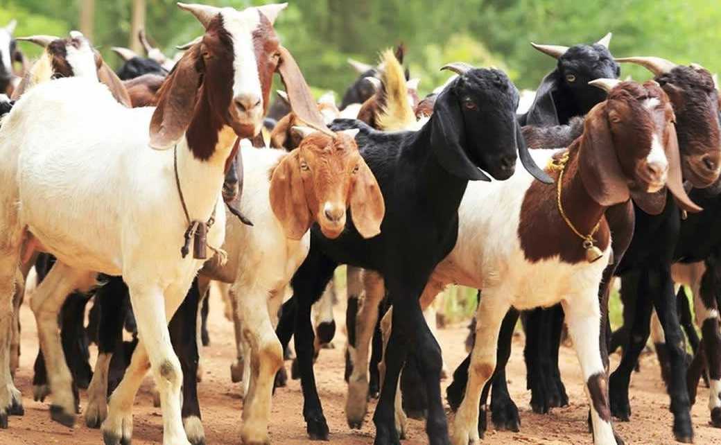 बिर्तामोड नगरपालिकाद्वारा ग्रामीण कृषकको जीवनस्तर उकास्न बाख्रा वितरण