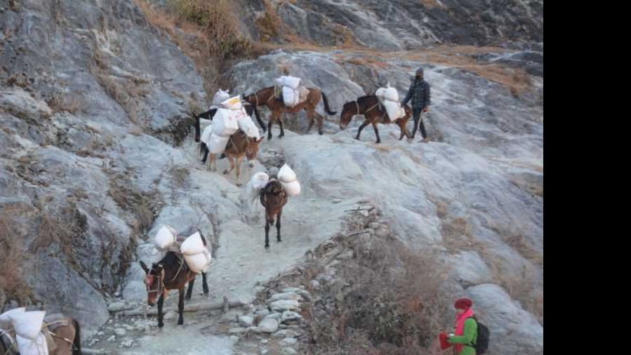  धौलागिरि हिमालको आधार शिविरमा हिउँमा पुरिएर ४५ खच्चड मरे