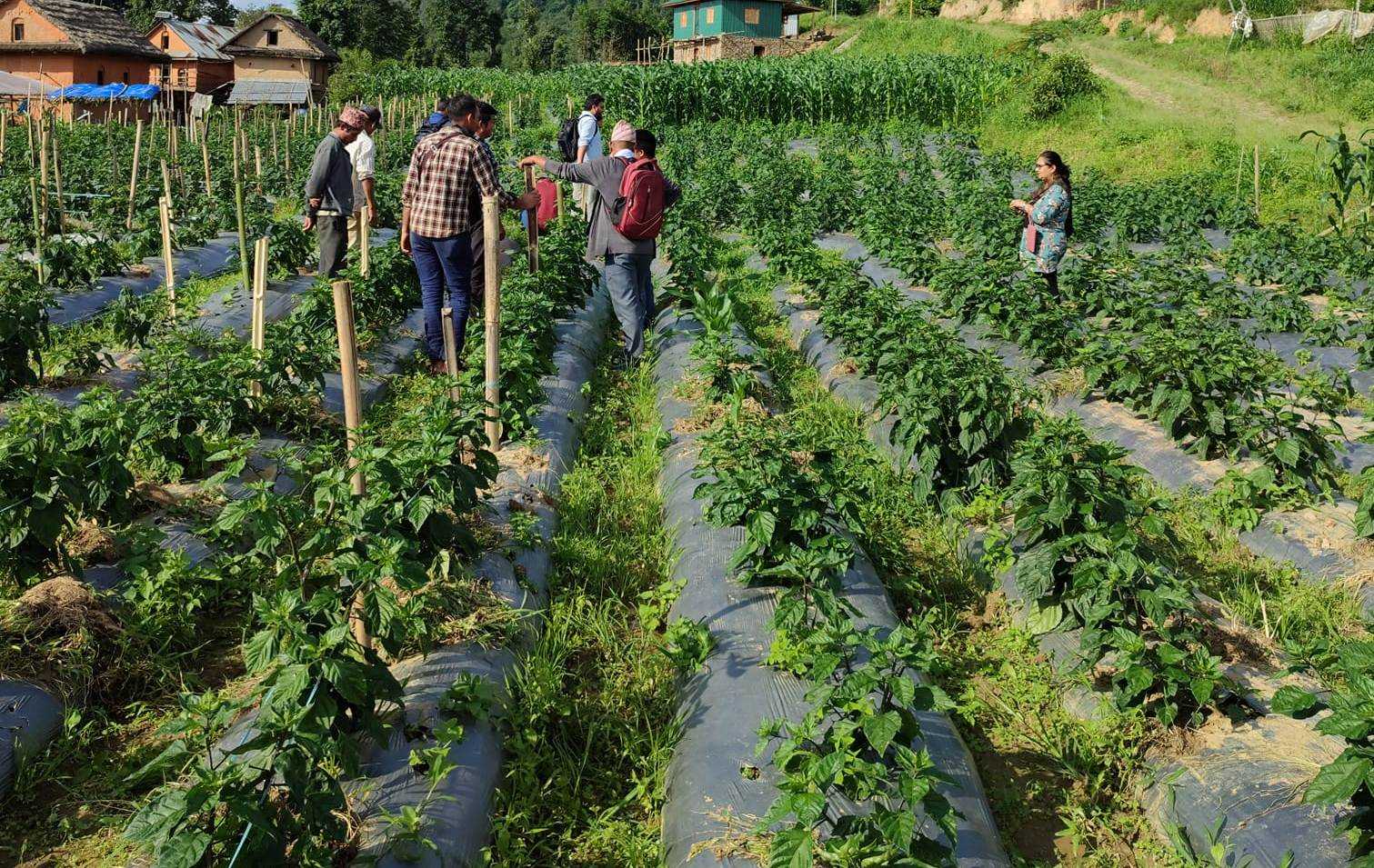 भोजपुरका कृषकको आम्दानीको स्रोत बन्दै अकबरे खुर्सानी