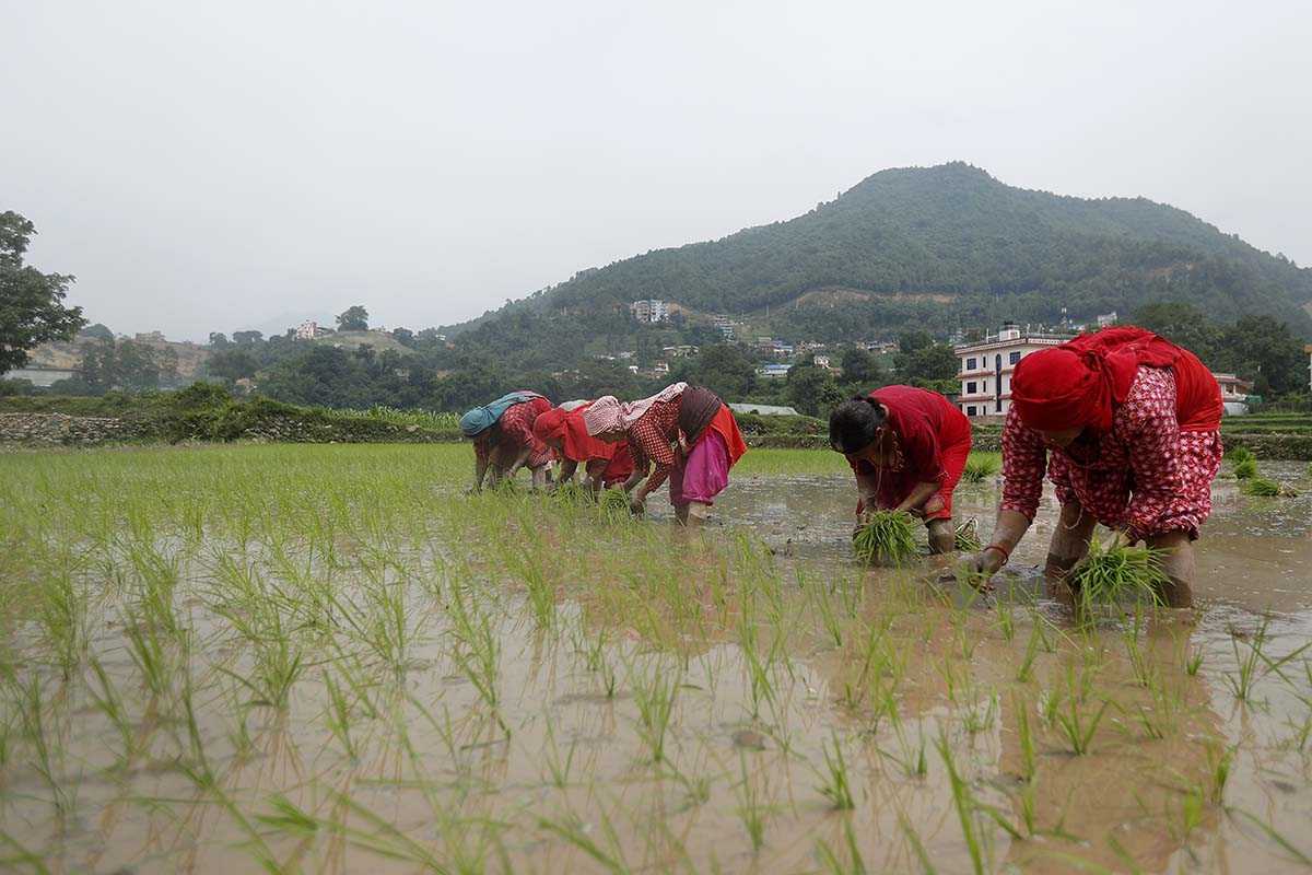 मूल्यवृद्धिको मारमा किसान, बर्खामा पनि फुर्सदिला