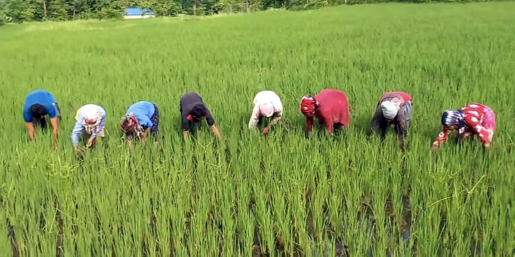 कृषि सहकारी संस्थाका किसान धान गोड्न व्यस्त 