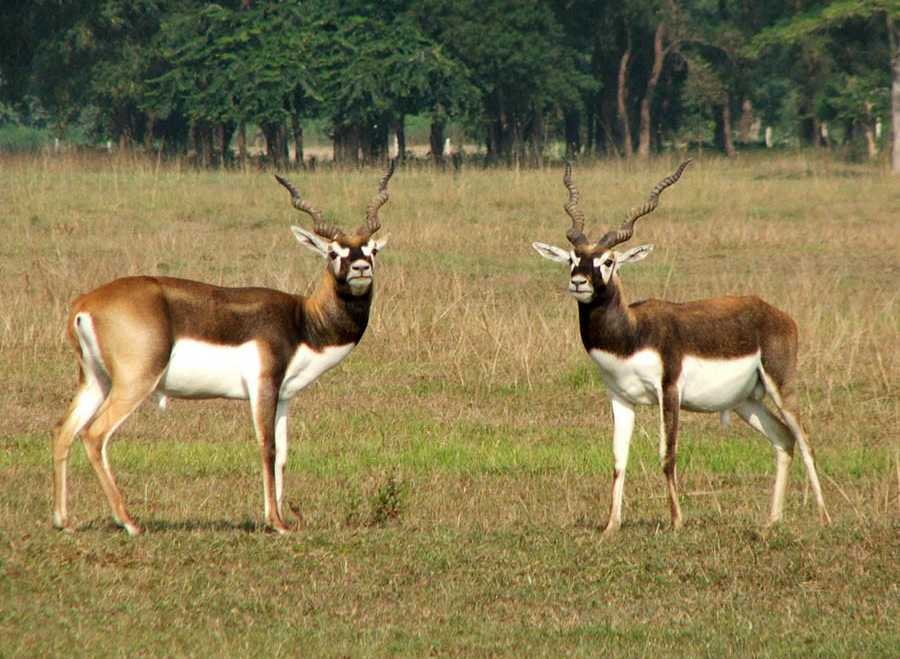 कृष्णसारको बासस्थान बन्दै शुक्लाफाँटा