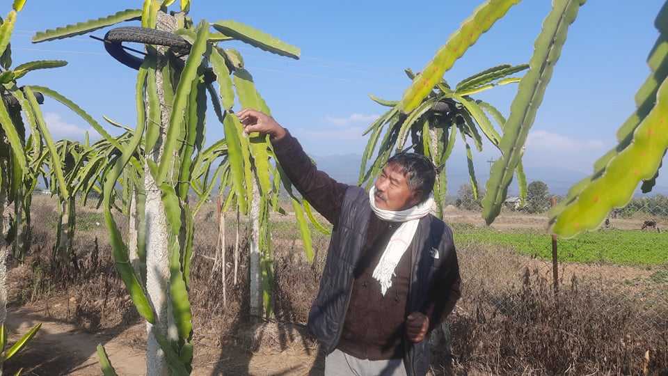 राजनीति छाडेर ड्रागनखेतीमा रमाउँदै पूर्वमन्त्री विष्ट, २० लाख आम्दानी