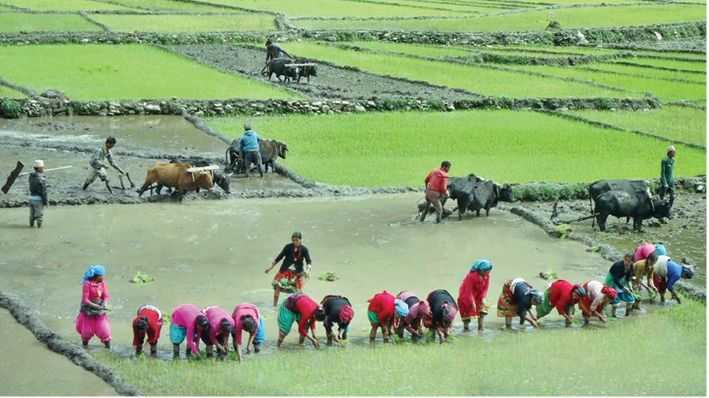 जुम्लाका किसानलाई कालीमार्सी धान रोपाइँ गर्न भ्याइनभ्याइ