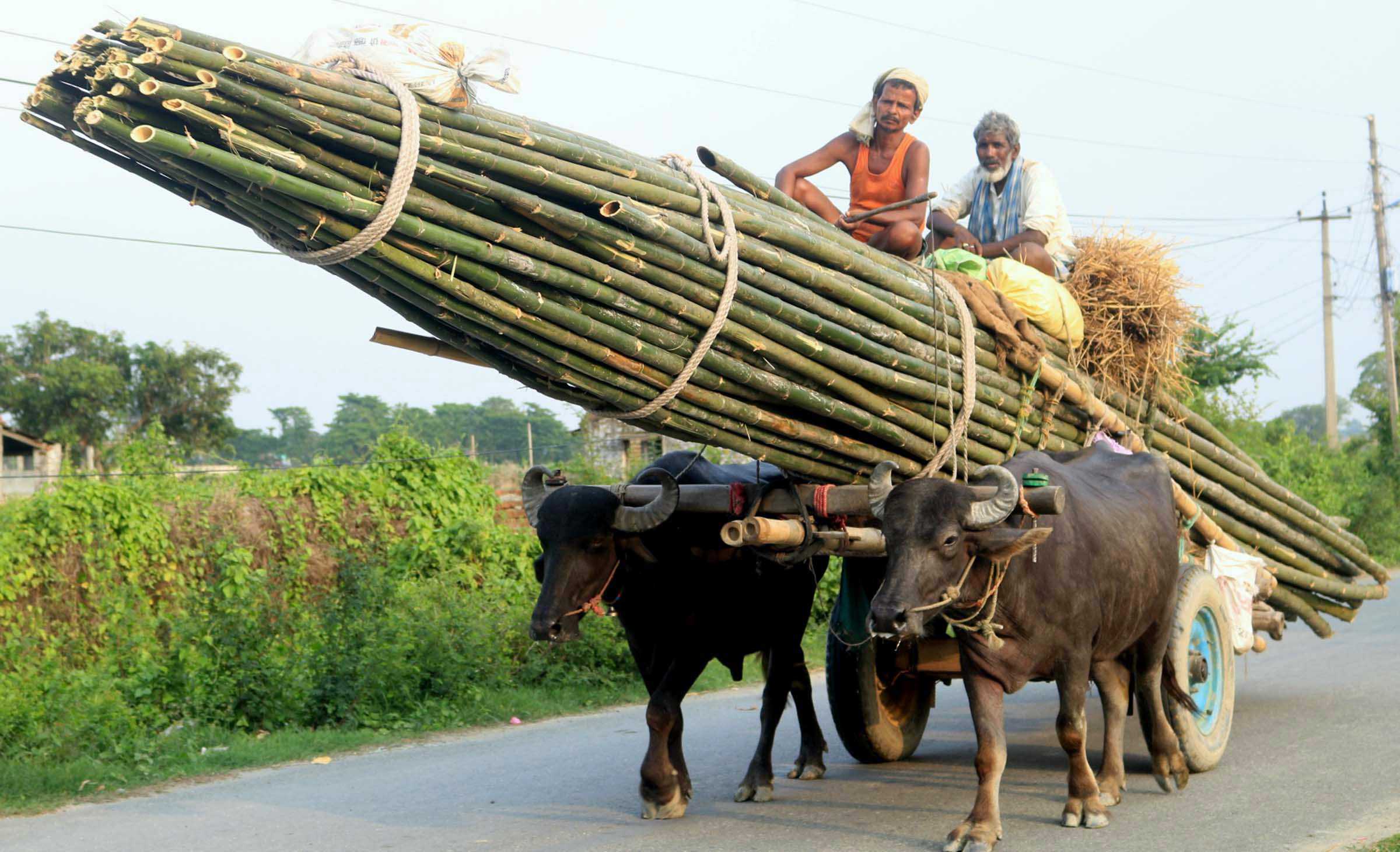 गाडामा राखेर बाँस बेच्न  बजार लगिँदै 