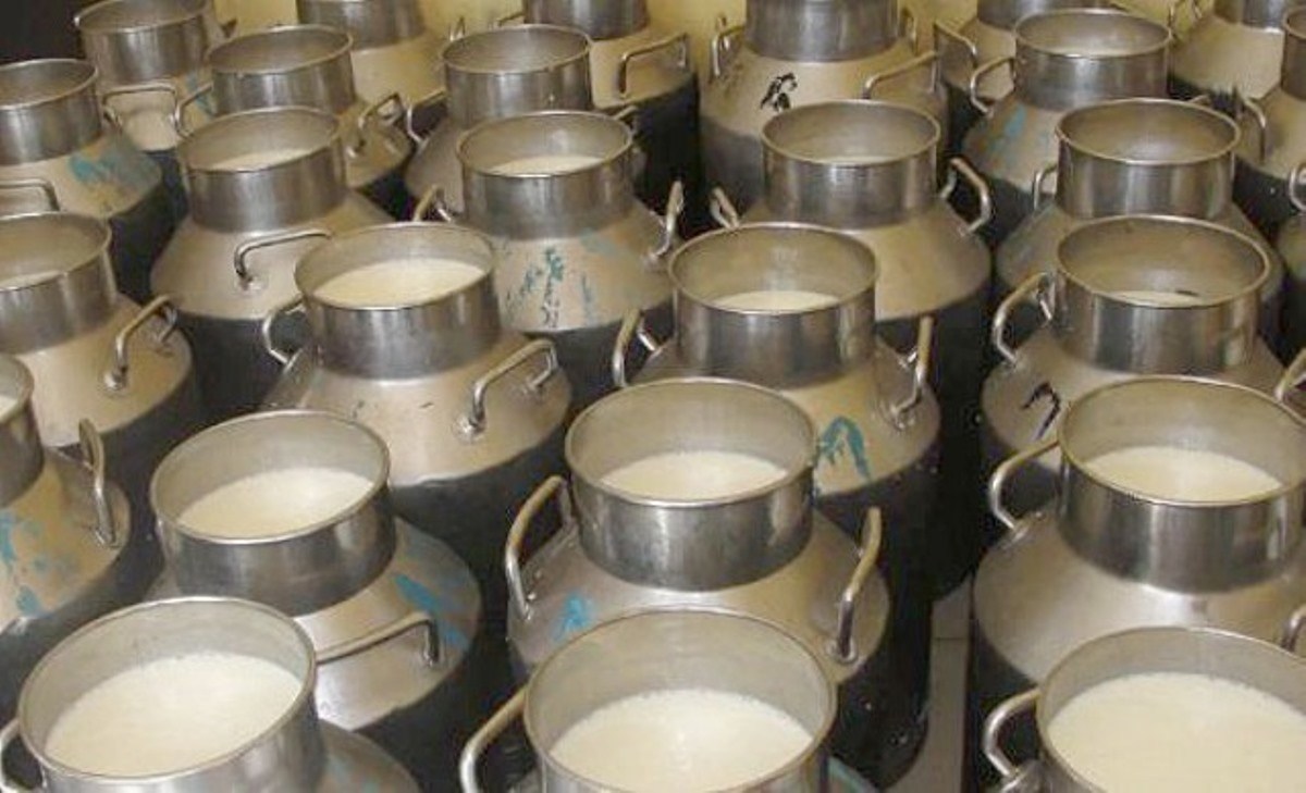  लिम्घा मगर समुदायका महिलाका सफलता, पहिला रक्सी बेच्थे, अहिले दूध बेच्छन्