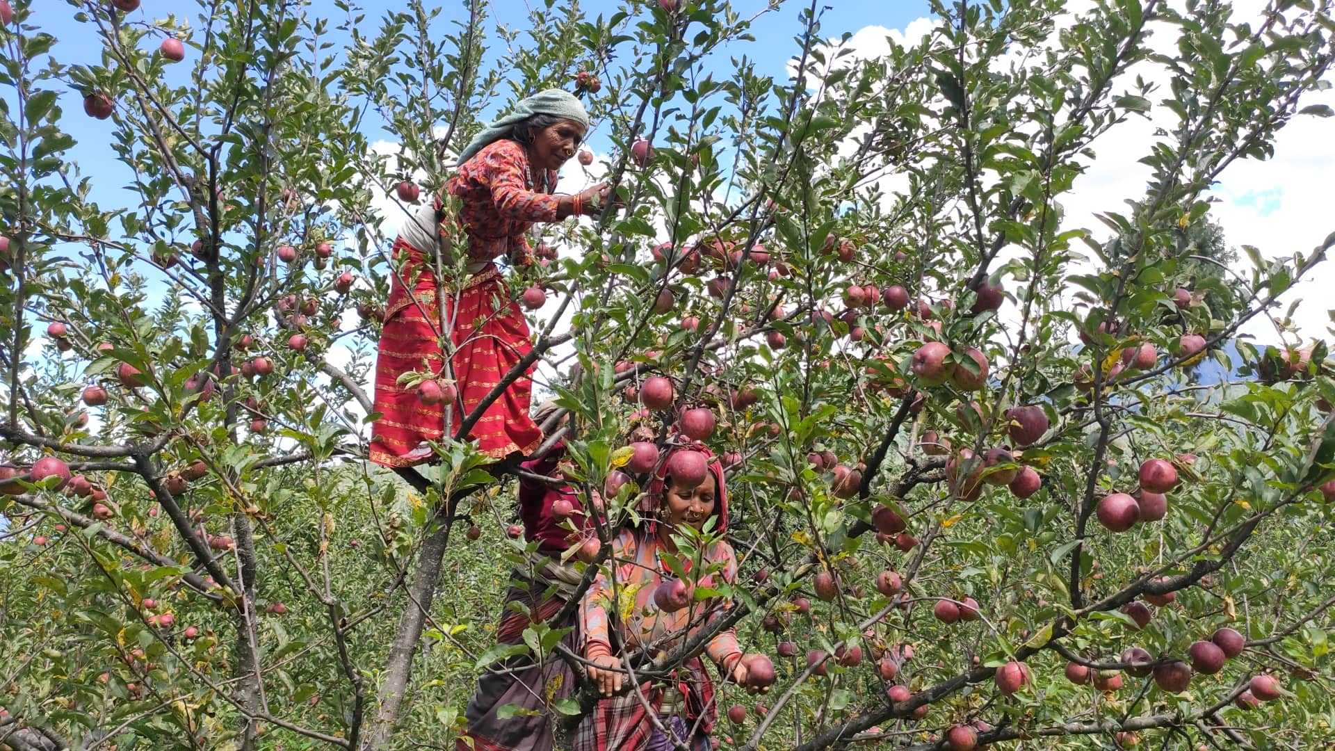 जुम्लामा करिब ५० करोडको स्याउ उत्पादन