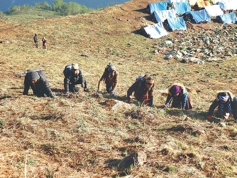 मतदान सकेर यार्सागुम्बा टिप्न खर्कमा मनाङवासी