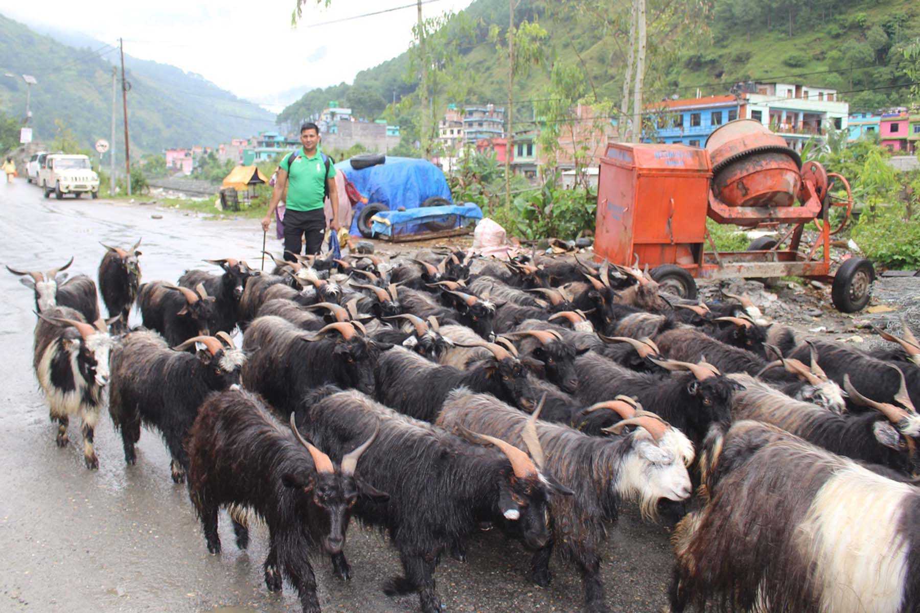 कोराला नाका नखुल्दा तिब्बतको च्याङ्ग्रा भित्रिन सकेन 