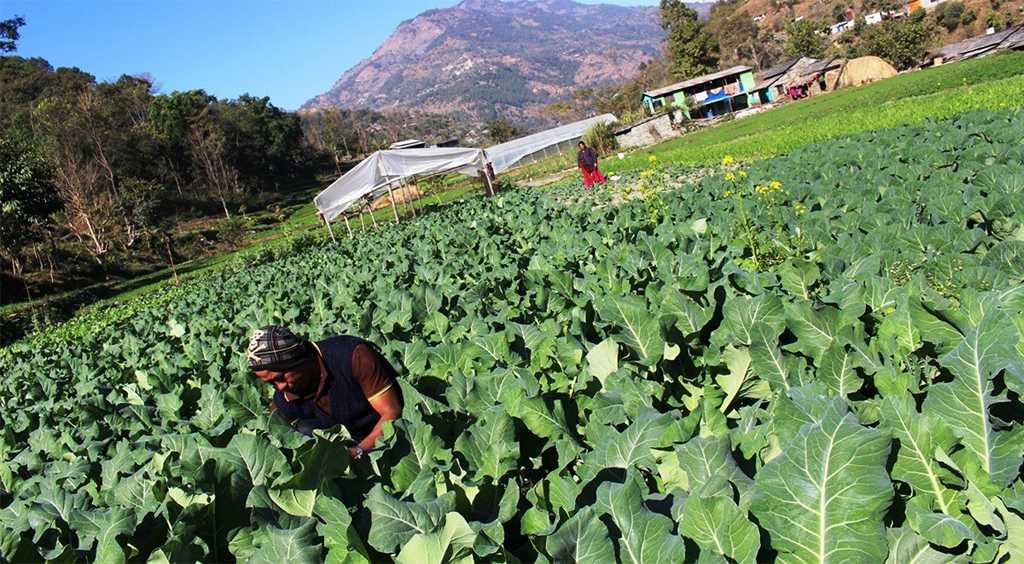 पाल्पामा चार हजार एक सय परिवार कृषकको गणना हुँदै