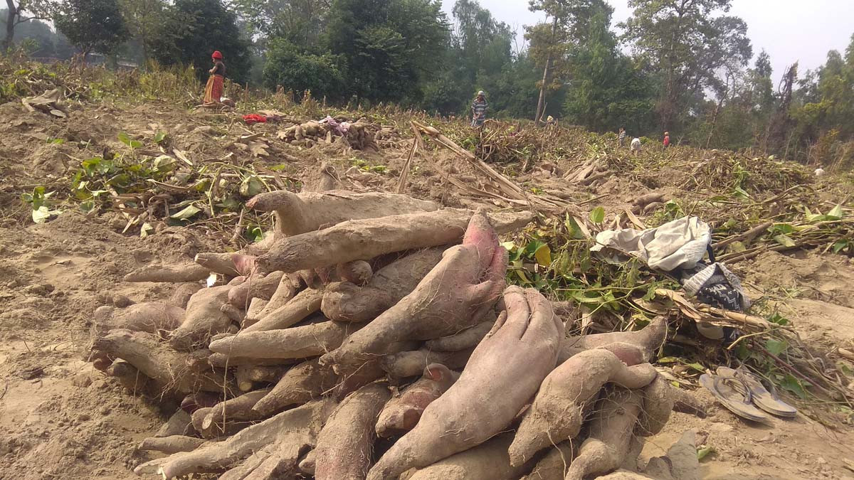 तरुलले राम्रो मूल्य पाएपछि सर्लाहीका किसानमा छायाे खुसी 