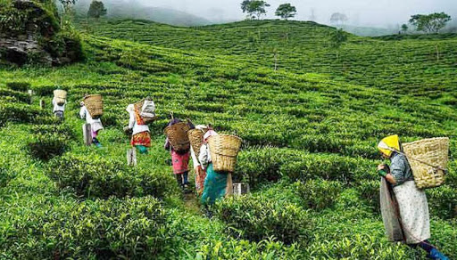 चियामा सरकारी लगानी नहुँदा किसान समस्यामा
