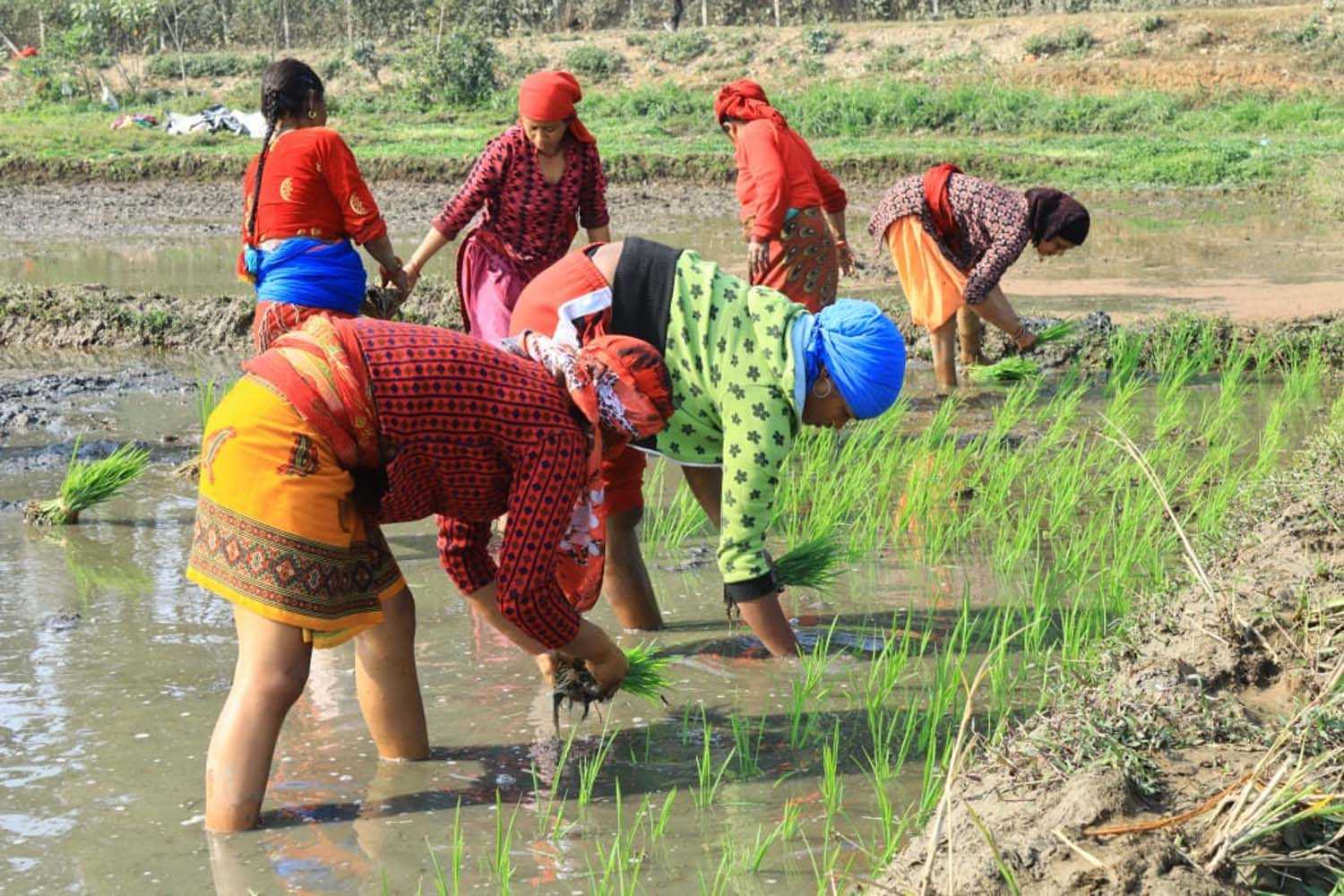 नवलपरासीका किसानलाई चैते धान लगाउन चटारो