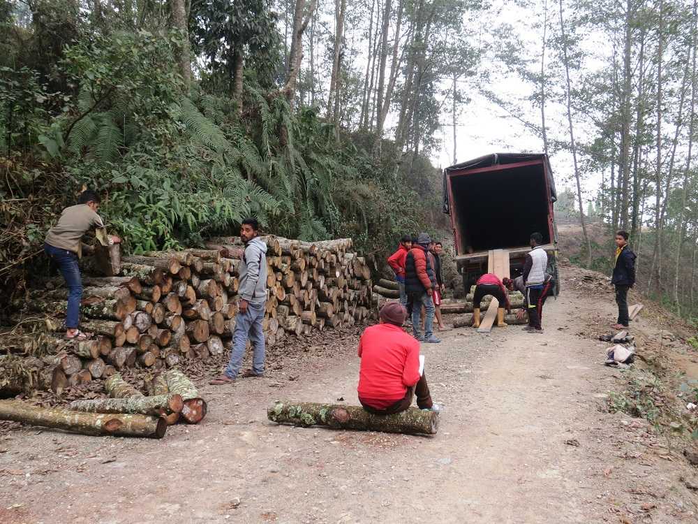 धनकुटाबाट ५० करोड बढीको काठ बिक्री