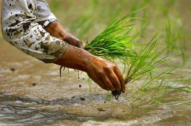 पर्वतमा अझै ४० प्रतिशत रोपाइँ बाँकी