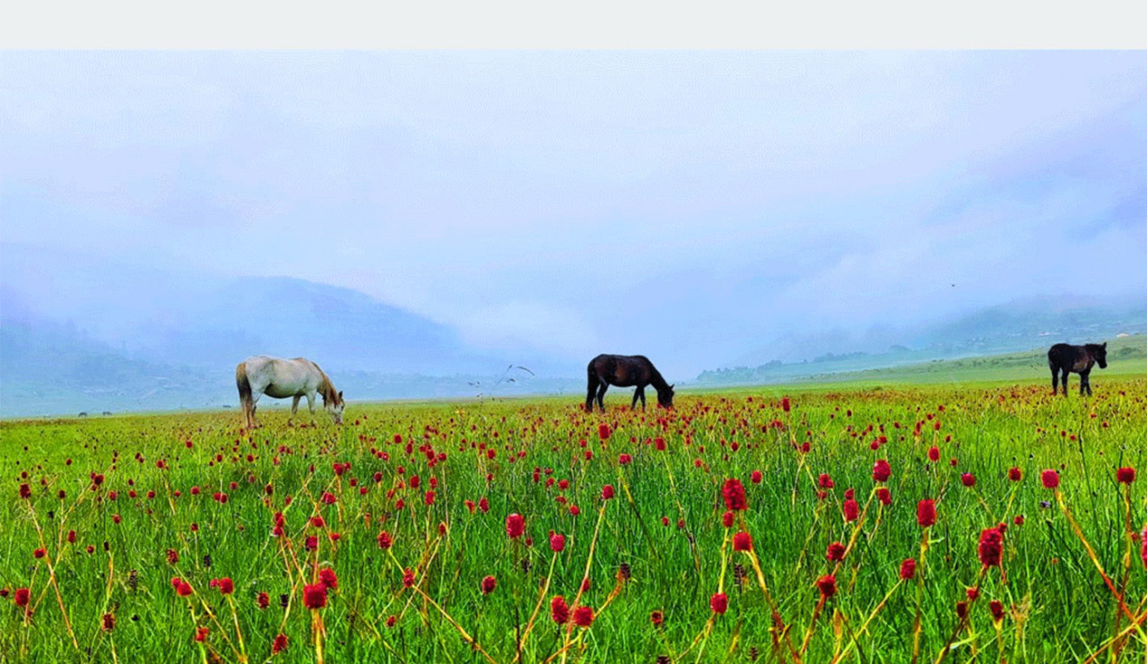 वनफूलले सजिएकाे मनै लाेभ्याउने ढोरपाटन (तस्बिरसहित)