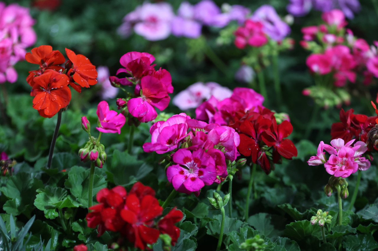 भृकुटीमण्डपमा ‘फूल महोत्सव’