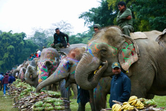 हात्ती महोत्सवः हात्ती पूजा गरी वनभोज खुवाइयो