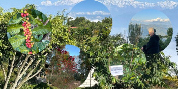 बाँझो डाँडामा उम्रियो आशा- धादिङको नलाङमा अर्गानिक कफीले बदल्यो पहाडको तस्बिर