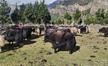 हिउँद सुरु भएसँगै मुस्ताङका हजारौँ याक चौँरी जाडो छल्न बेँसी सारिए
