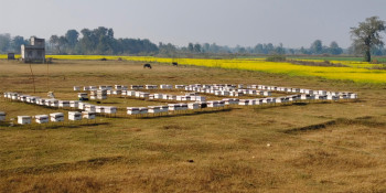 माहुरीपालनबाटै करोडौंको कारोबार, वार्षिक १ लाख केजी मह उत्पादन