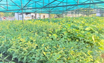 हरियाली बन्दै बाँके, बिरुवा वितरण र उत्पादनमा जोड