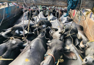 नियमविपरीत पशु ढुवानी गर्ने ५३ सवारीसाधनलाई कारबाही