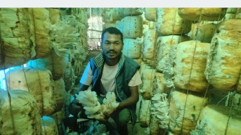 वीरबहादुरकाे लाेभलाग्दाे च्याउखेतीः वार्षिक १५ लाखको आम्दानी