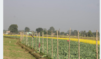 सागसब्जीमा समृद्धि पहिल्याउँदै कञ्चनपुरका किसान