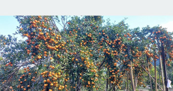 सडक कालोपत्रको माग गर्दै सिन्धुलीमा ‘जुनार महोत्सव’