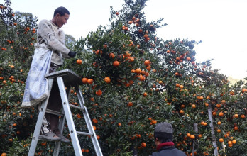 म्याग्दीका सुन्तला बगैँचामा २०० भन्दा बढीलाई रोजगारी, मासिक २० हजार ज्याला