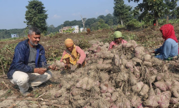 तरुलखेतीबाट २२ जनालाई रोजगारी, सात लाख बचत