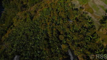 बिलाउनीको झाडी फाडेर सुन्तला बगान: वार्षिक एक करोड बिक्री